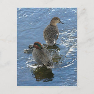 Grönt-vingad Teal Ankor, Unalaska Island Vykort