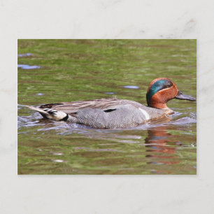 Grönt-vingad Teal Male Vykort