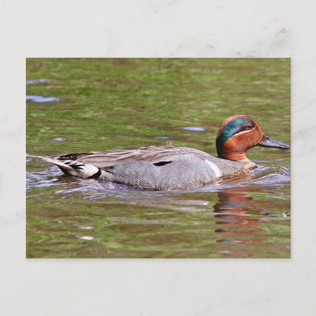 Grönt-vingad Teal Male Vykort (Framsida)