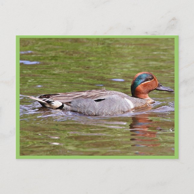 Grönt-vingad Teal Male Vykort (Framsida)