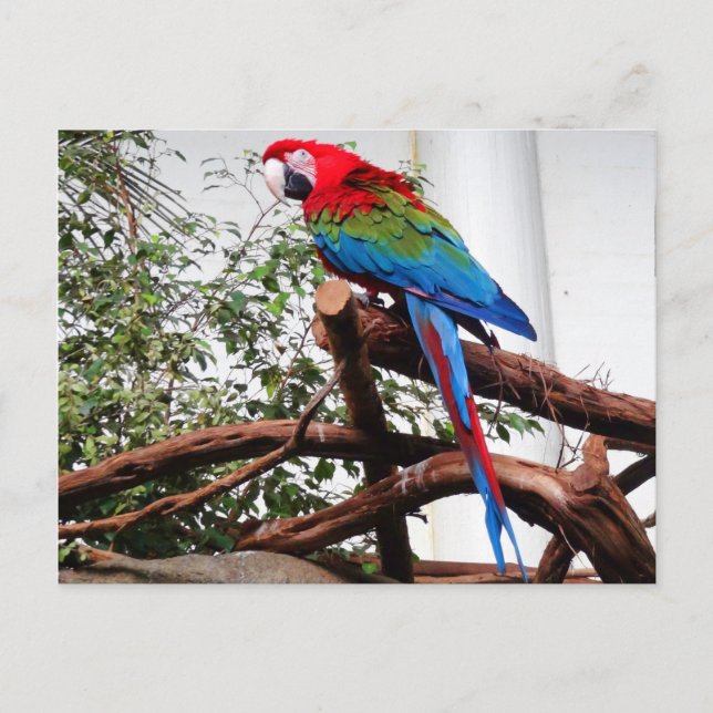 Grönt-vingat Macaw #3-vykort Vykort (Framsida)