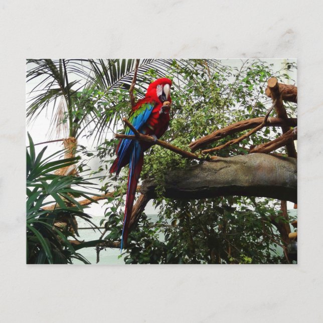 Grönt-vingat Macaw #4-vykort Vykort (Framsida)