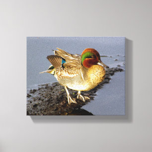 Grönt Vinge Teal Anka Wrapped Canvas Art