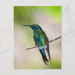 Grönt Violet-ear Hummingbird Vykort