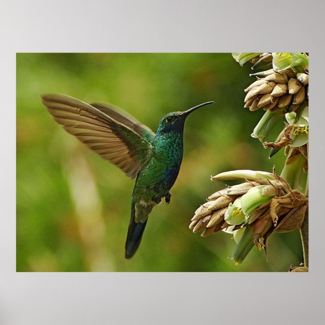 Grönt Violet-öron Hummingbird-ramutskrift Poster (Framsidan)