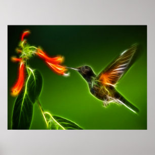Grönt Violetear Hummingbird Poster