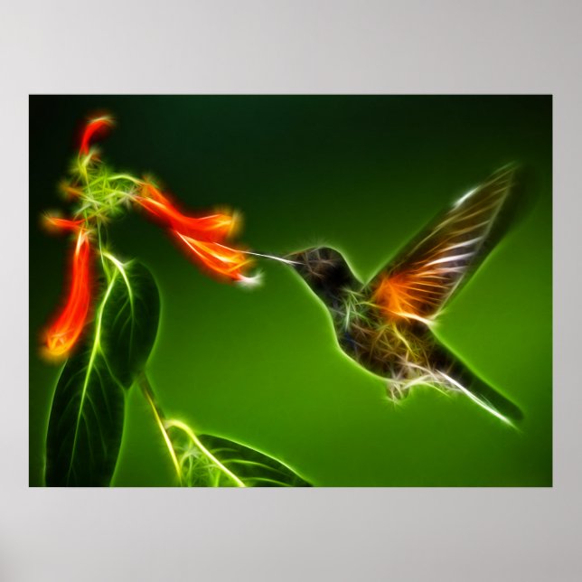 Grönt Violetear Hummingbird Poster (Framsidan)