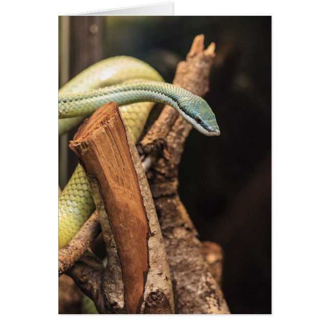 Grönt Vit och Gult Snake OBS Kort (Framsidan)
