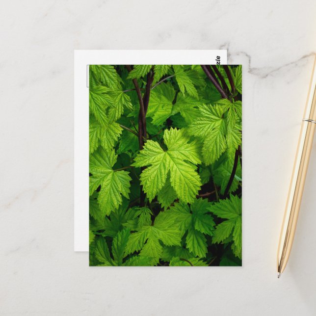 Grönt Vykort (Fram/Back In Situ)