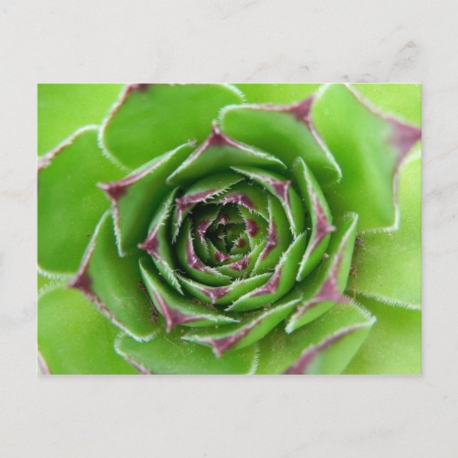 Grönt Vykort (Framsida)