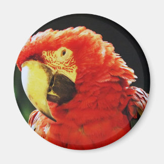 Grönt Winged Macaw Parrot Bird Close Up Magnet