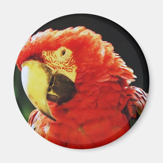 Grönt Winged Macaw Parrot Bird Close Up Magnet (Framsidan)