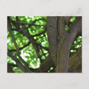 Grönt Wisteria Pergola Träd Natur Photography Vykort