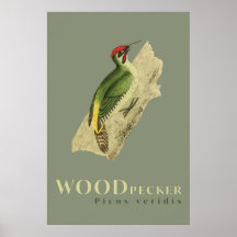 Grönt Woodpecker-fågel vintage affisch