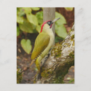 Grönt Woodpecker vykort