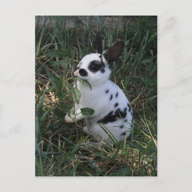 Gröntar Vykort (Framsida)