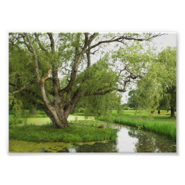 Gröntarna av tusen dollar Pre Fototryck