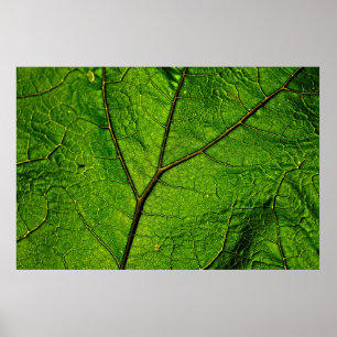 Grönten för venerna Butterbur löv löv Poster