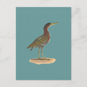Grönten Heron eller Poke (Ardea virescens) Vykort