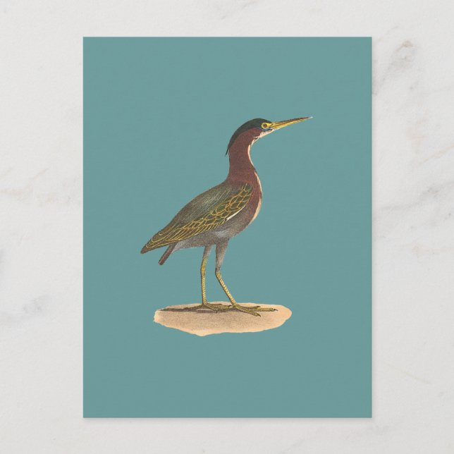 Grönten Heron eller Poke (Ardea virescens) Vykort (Framsida)
