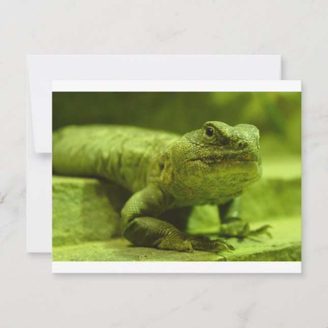 Grönten Lizard (Framsida)