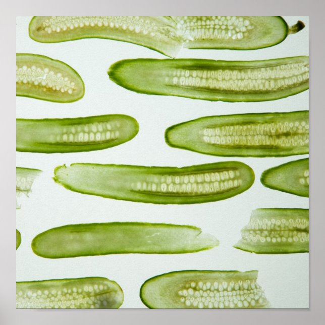 Grönten Pickles Poster (Framsidan)