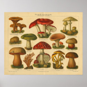 Grönten vintage Mushroom Pilze Varired Red Skriv u Poster