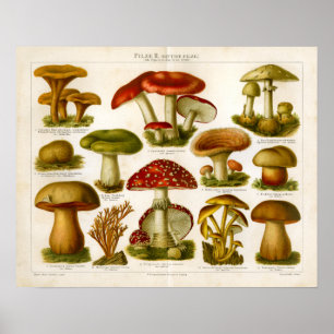 Grönten vintage Mushroom Pilze Varired Red Skriv u Poster