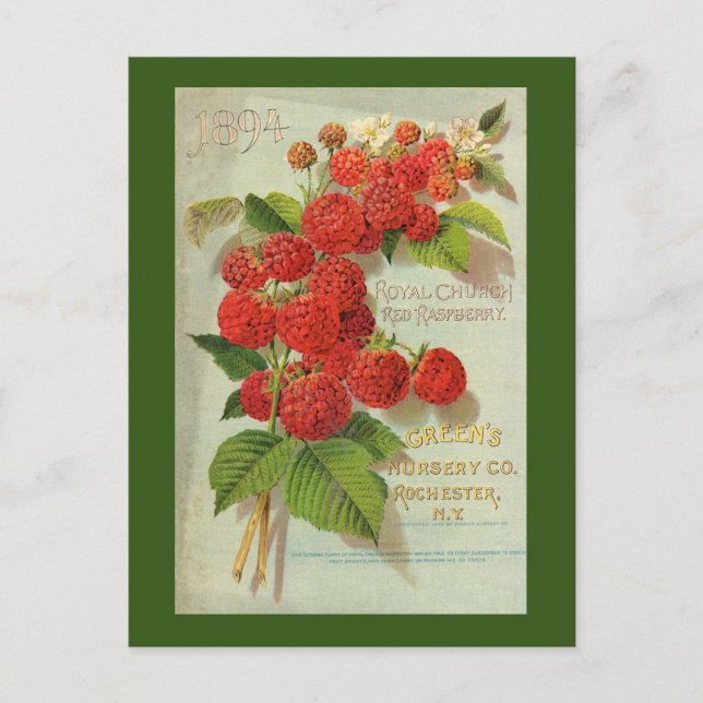 Gröntens Nursery Co. Annons Vykort (Framsida)