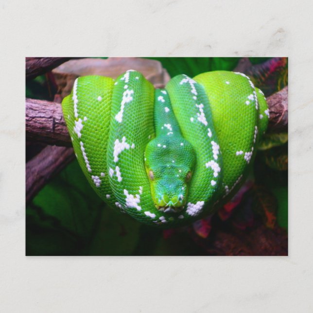 Gröntens vykort för ögonblicksbild (Framsida)