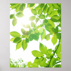 Gröntlöv i solljus, närbild poster
