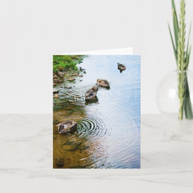 Grooming Anka 2 Kort (Framsida)