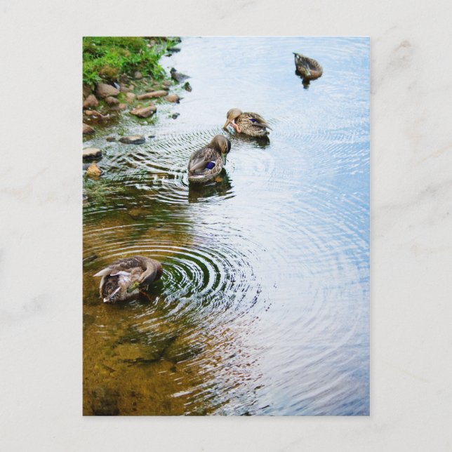 Grooming Anka 2 Vykort (Framsida)