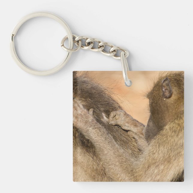 Grooming baboons (Framsidan)