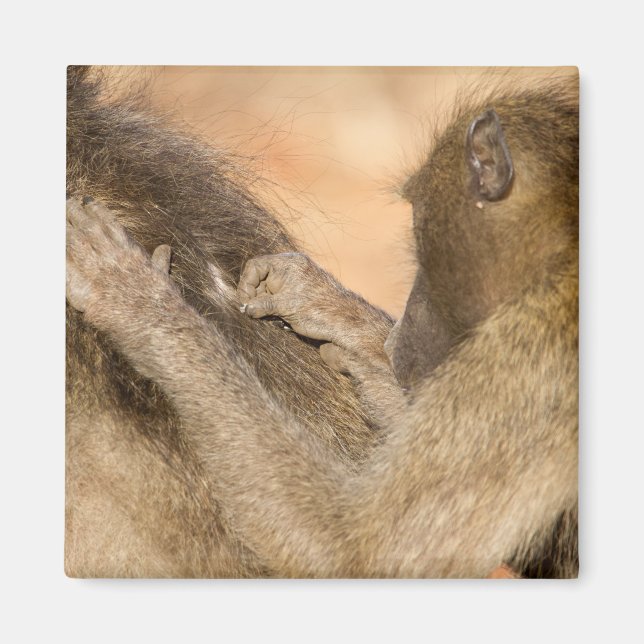 Grooming baboons magnet (Framsidan)