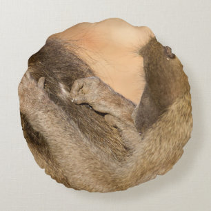 Grooming baboons rund kudde