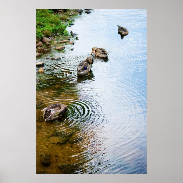 Grooming Ducks 2 Poster (Framsidan)