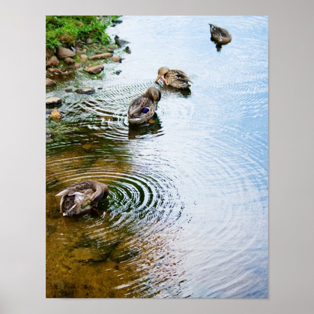 Grooming Ducks 2 Poster (Framsidan)