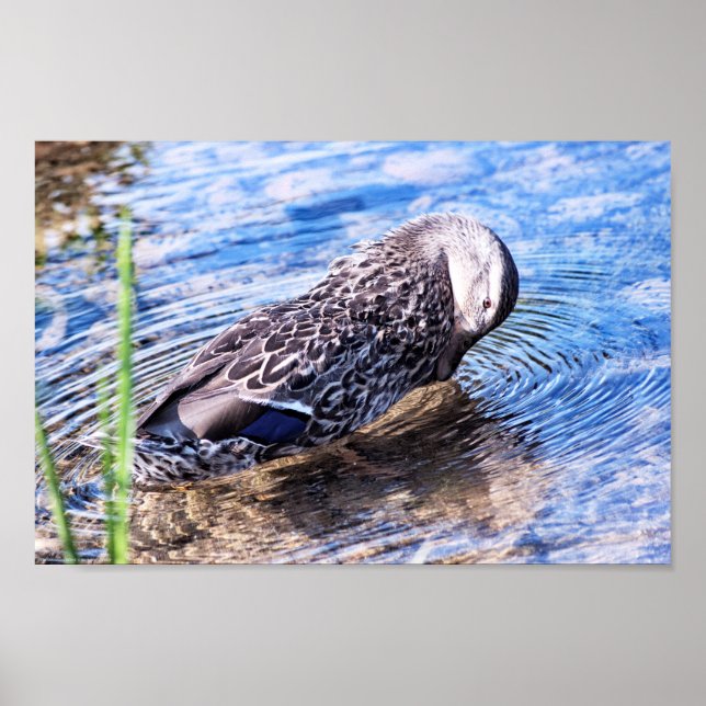 Grooming-effekten Poster (Framsidan)