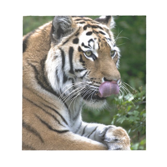 Grooming Tiger Anteckningsblock (Framsida)