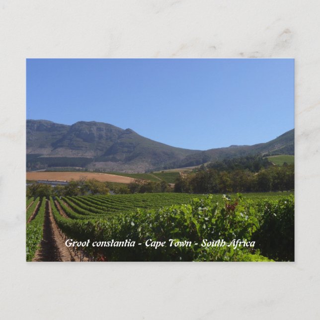 Groot Constantia - Cape Town - South Afrika Vykort (Framsida)