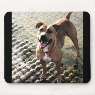 GroptjurTerrier Musmatta