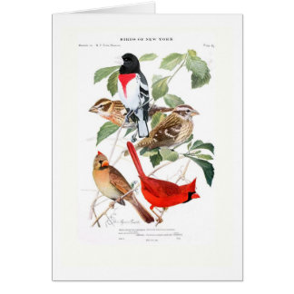 Grosbeak och kardinal hälsningskort