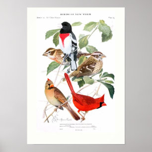 Grosbeak och kardinal poster