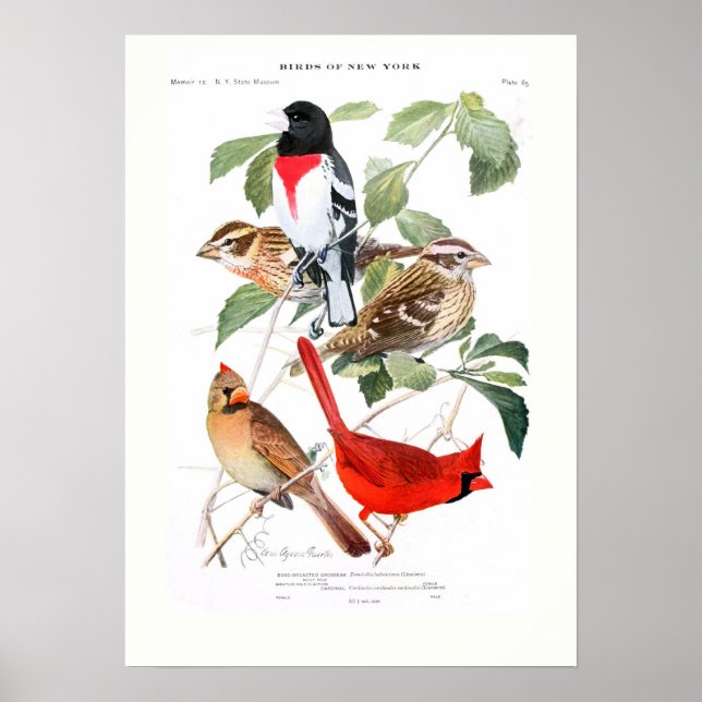 Grosbeak och kardinal poster (Framsidan)