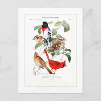 Grosbeak och kardinal vykort