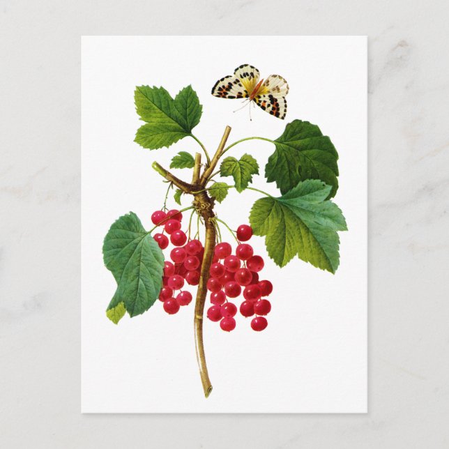 Groseillier Rouge av Pierre Joseph Redoute Vykort (Framsida)