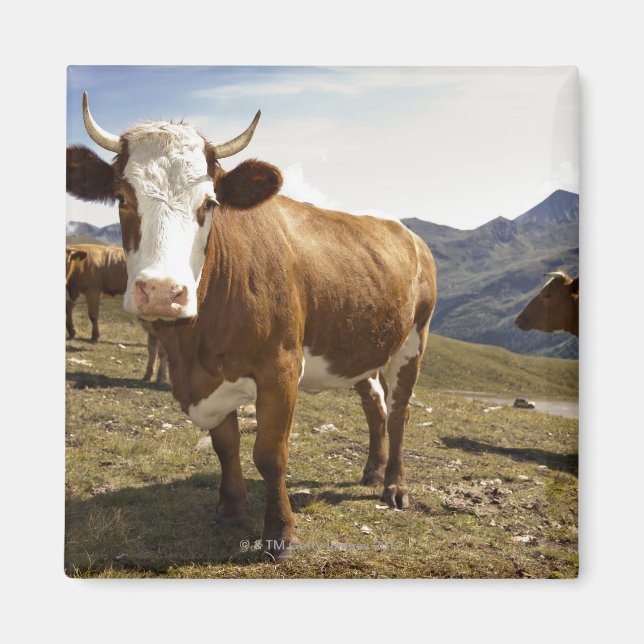 grossglockner hochalpenstrasse,hohe tauern magnet (Framsidan)