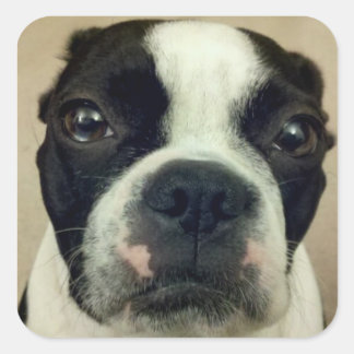 Grouchy Boston Terrier Fyrkantigt Klistermärke