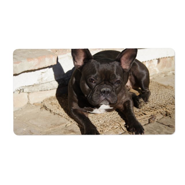 Grouchy Fransk Bulldog Fraktsedel (Framsidan)
